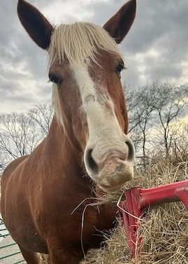 close up of a horse eating hay from a feeder