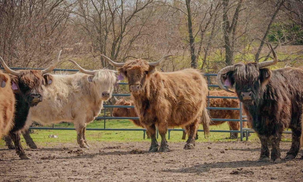 four cows with distinctive horns facing the camera
