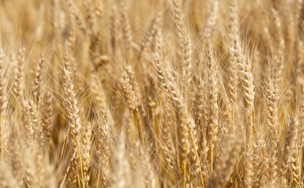 close up image of golden wheat lightly blowing in the wind