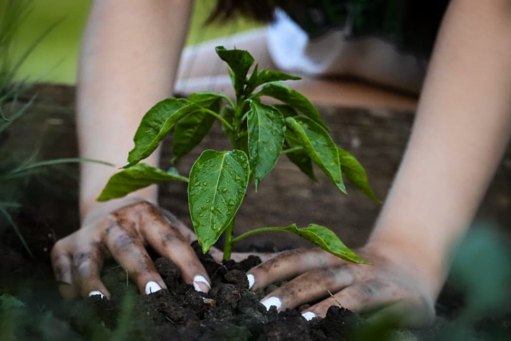 two hands plant a pepper plant in dirt wearing white nail polish