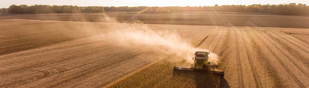 a combine harvesting soy bean crops