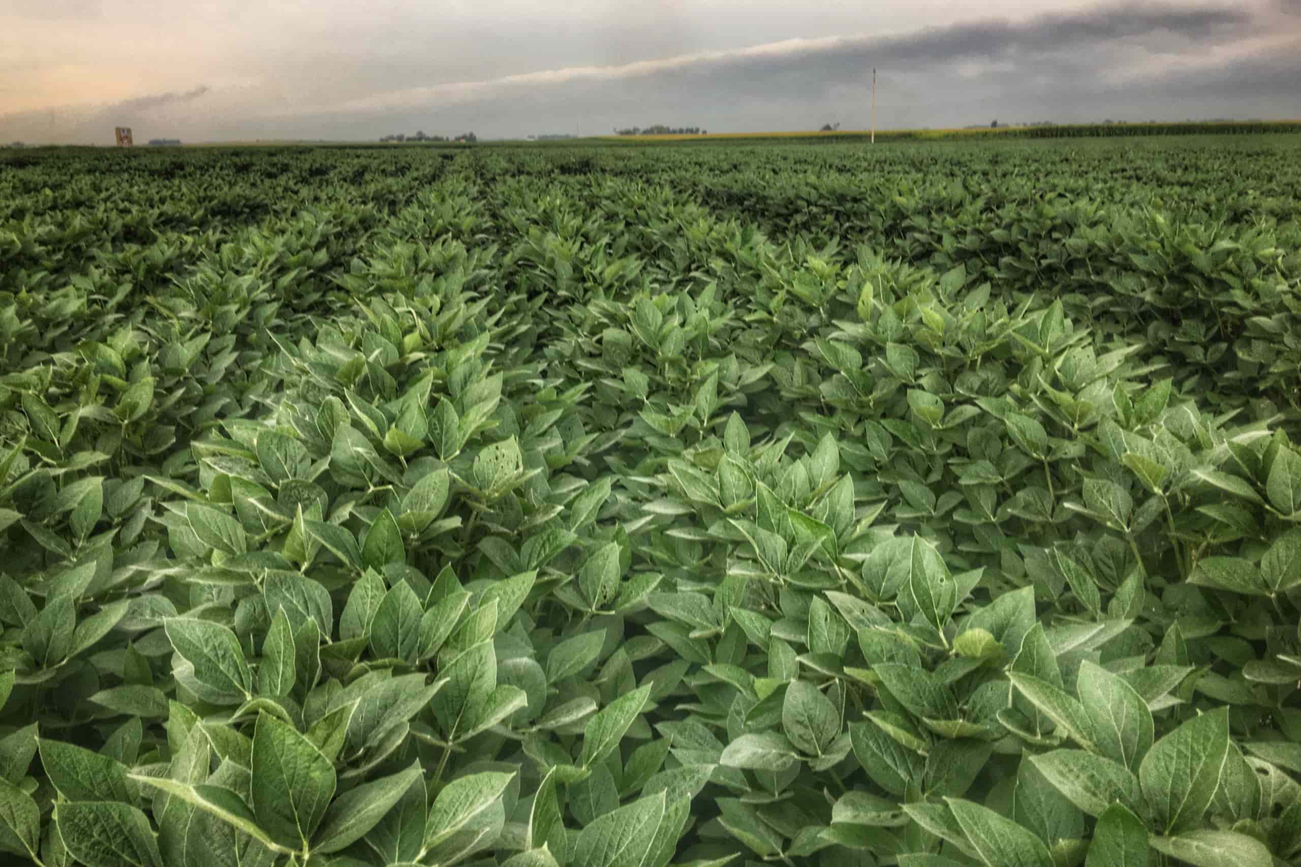 Soybean field at sunrise