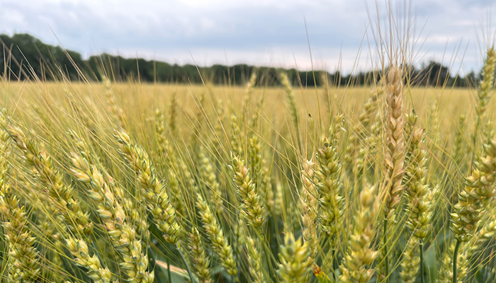 A field of yellow-green wheat, with trees and the sky taking up part of the frame