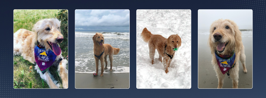 Composite image of four photos of Mila the dog: in the grass, on a beach, in the snow, on sand.