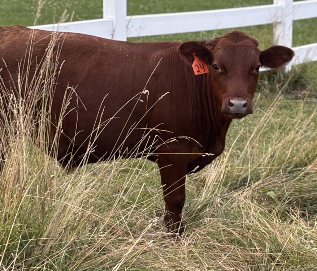 Brown cow with an ear tag looking toward the camera.