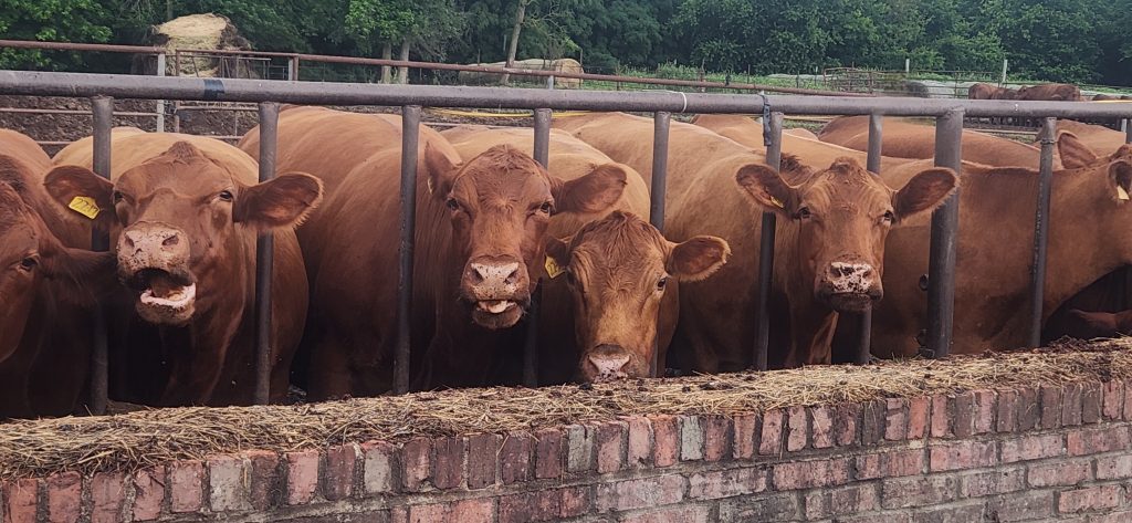 Cattle waiting to be fed on an Illinois farm.