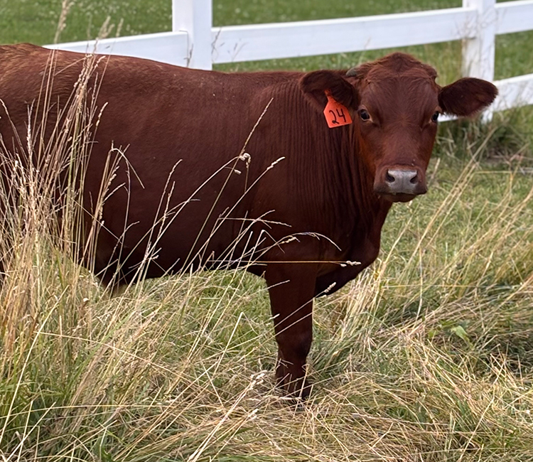 Hello Brown Eyes, the first-p;lace photo in the 8-10 age category. Shows a brown cow with a red tag in its ear.