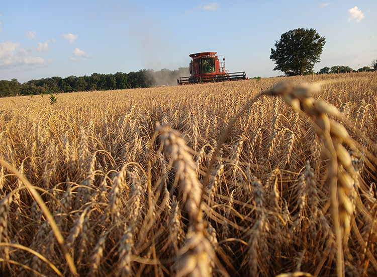 Close up view of wheat in a field, with a red combine in the background. Photo is titled Cutting Wheat.