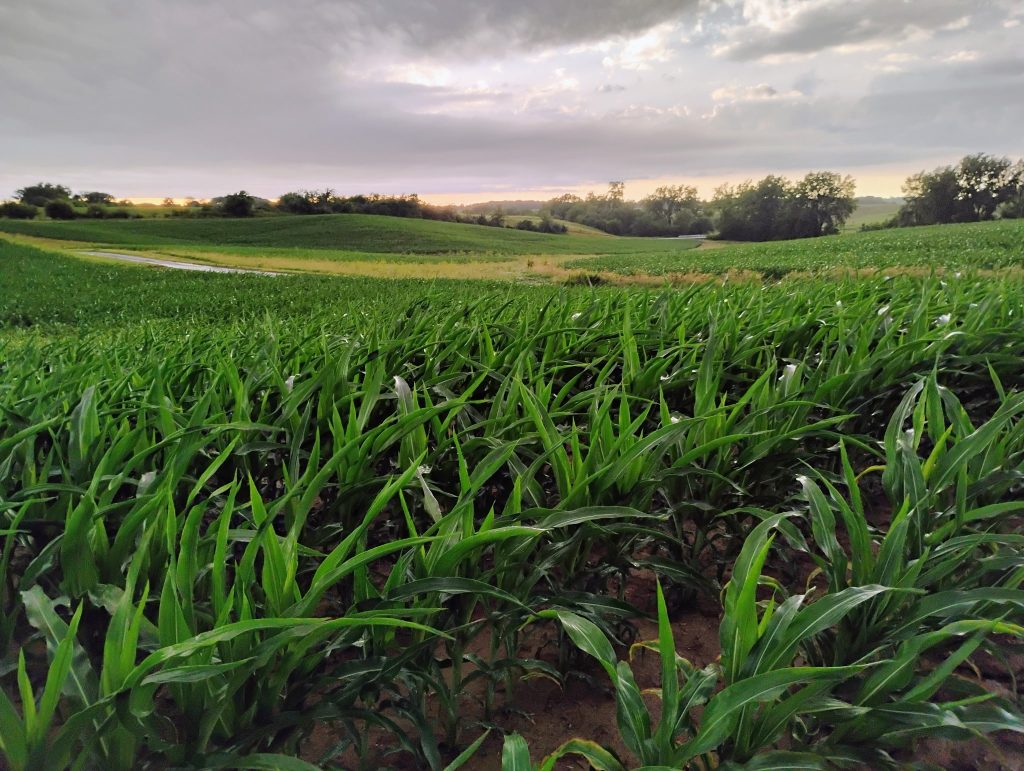 Green corn leaves in a field with an overcast sky above. Photo is titled Corn Rows.